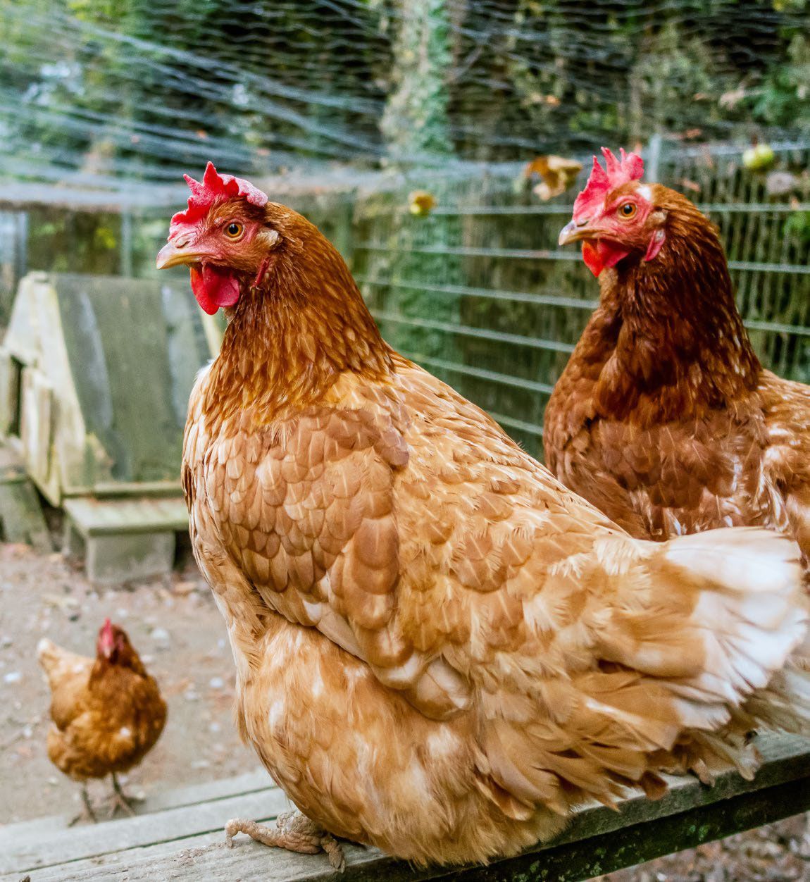 Y a-t-il de la place pour la garde de poules dans ma vie ?