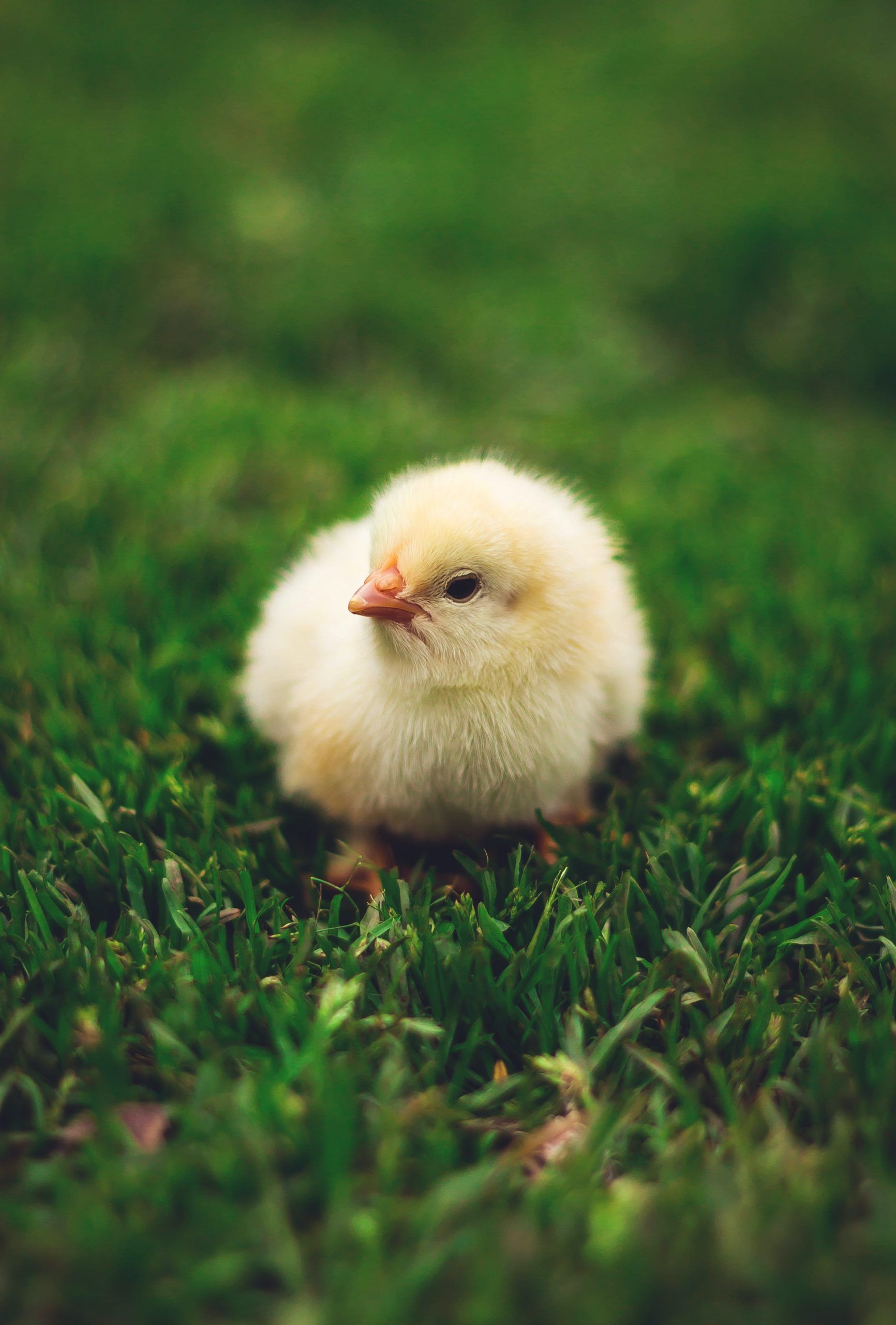 Häufig gestellte Fragen über die Hühnerhaltung