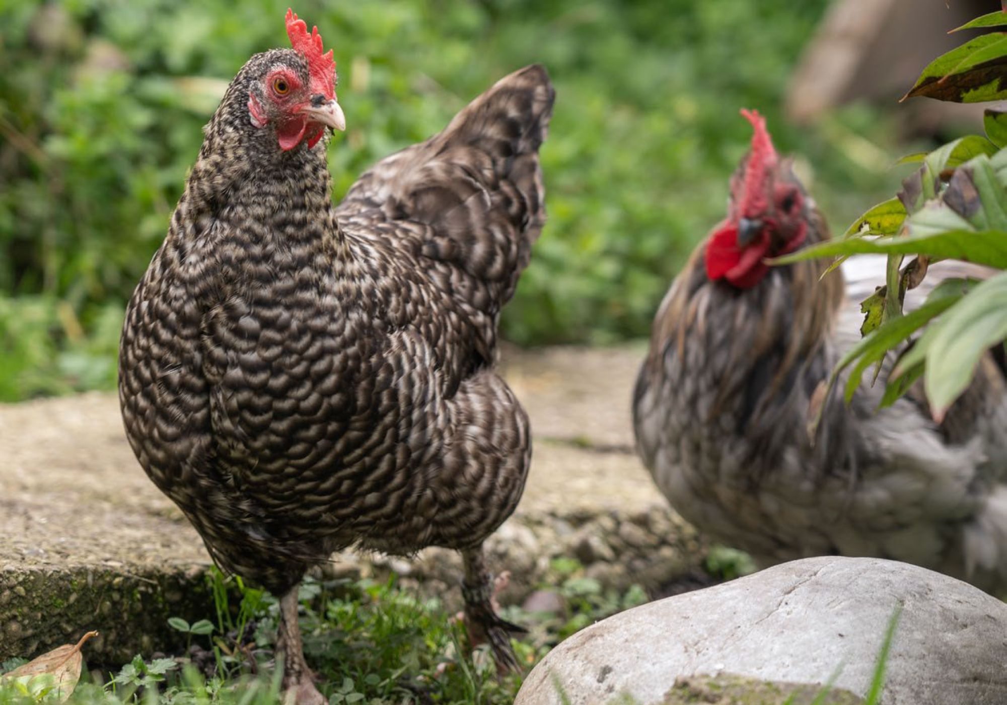 Die richtige Ernährung
