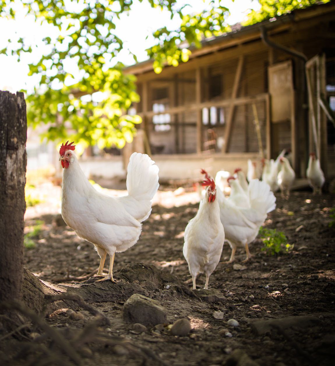 Suggerimenti e consigli per un pollaio rispettoso degli animali 